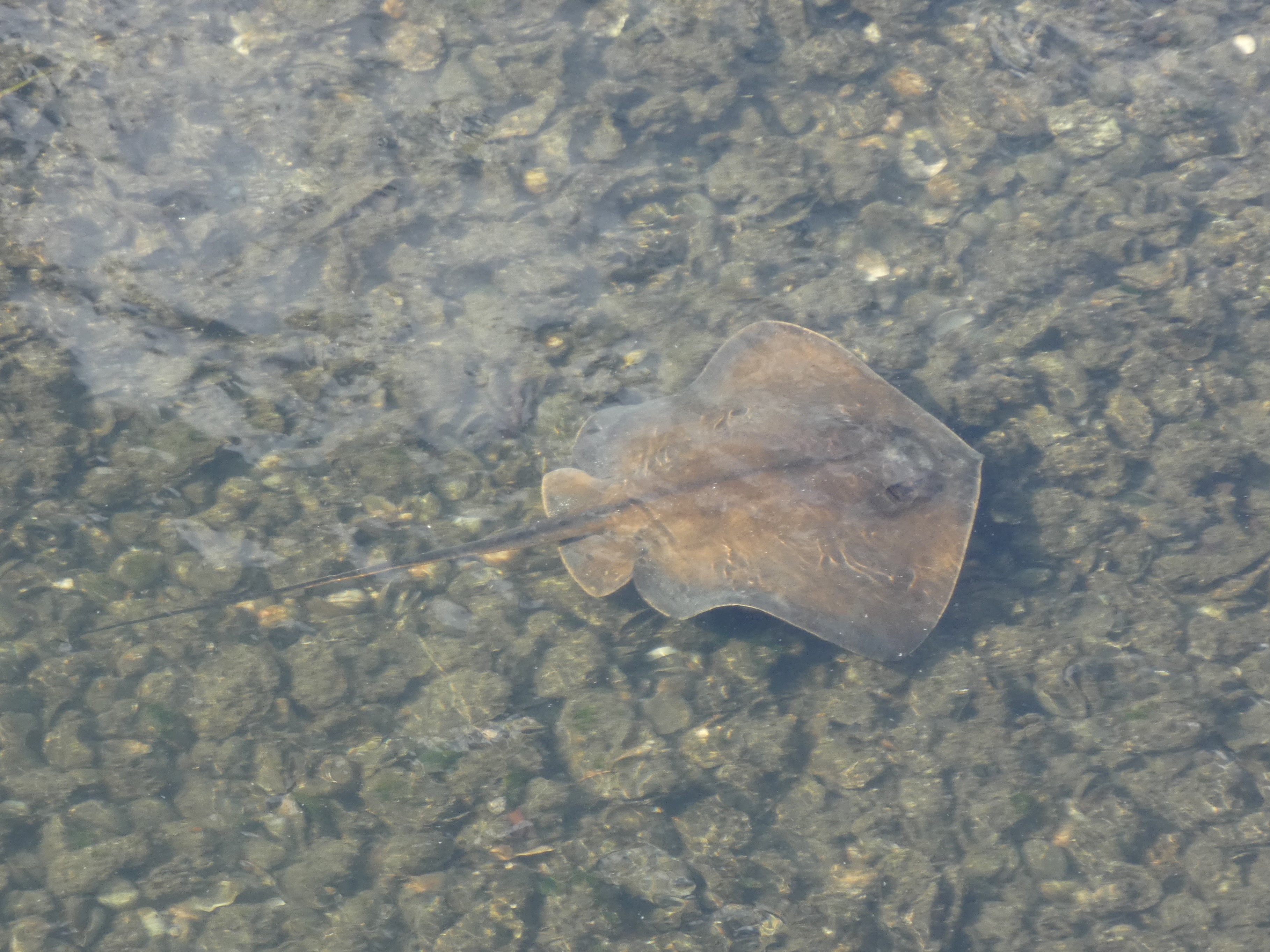 流れに乗るアカエイ